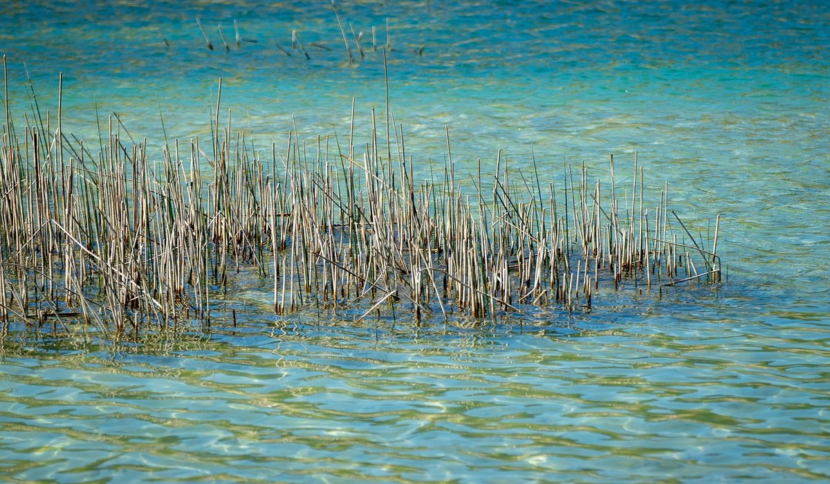 How to Locate Bream Shoals in Large Lakes