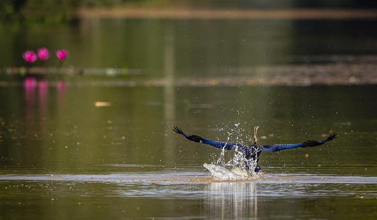 How to Read a River for Better Coarse Fishing